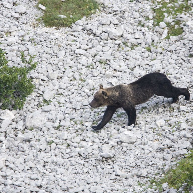 Un orso marsicano