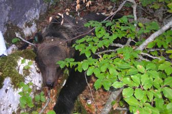 Un orso marsicano nel parco nazionale degli Abruzzi &nbsp;