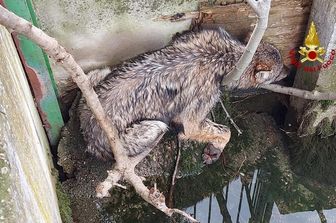 Il lupo salvato nel Veronese