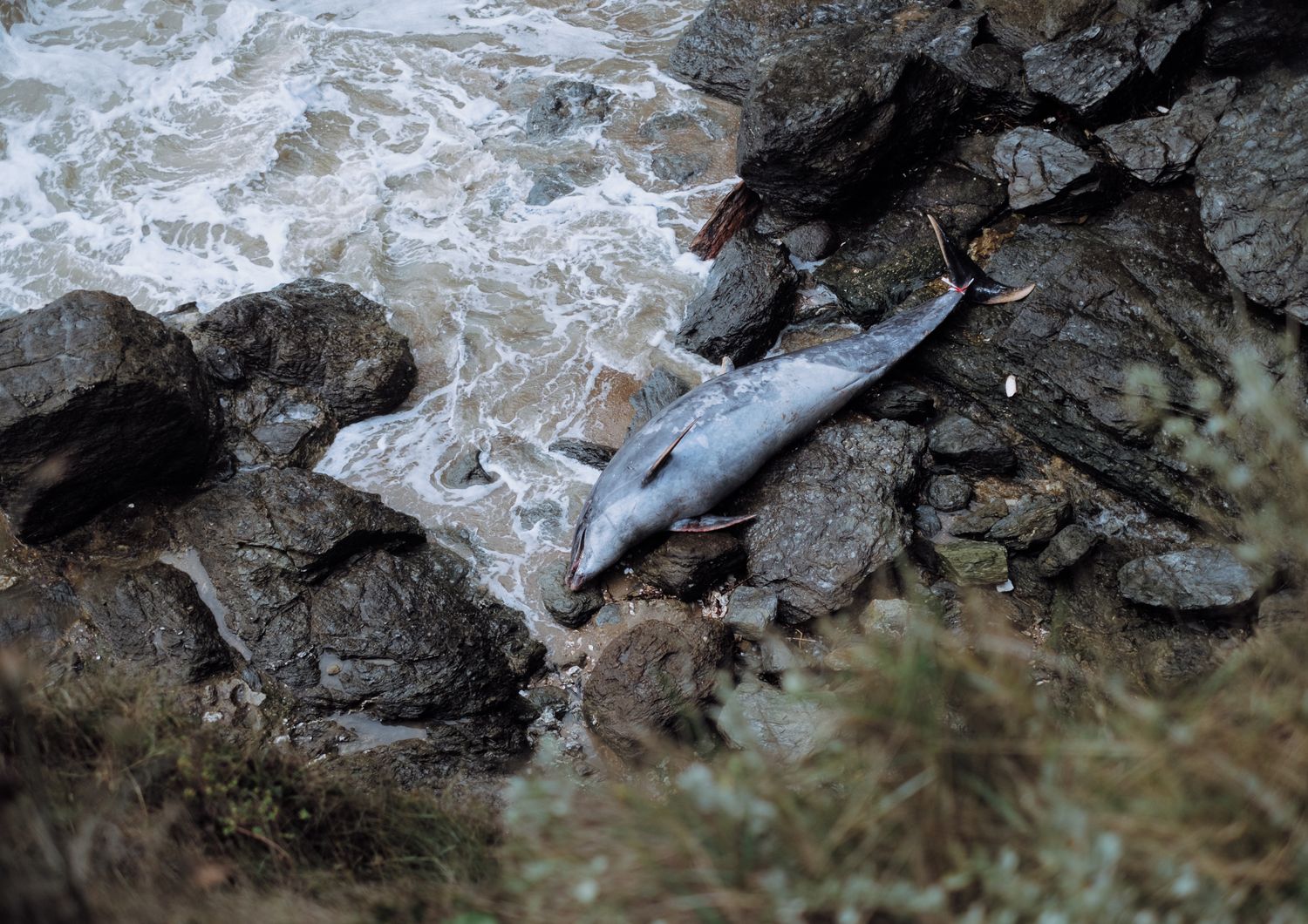 Delfini morti ritrovati sulla costa francese