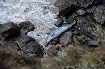 Delfini morti ritrovati sulla costa francese