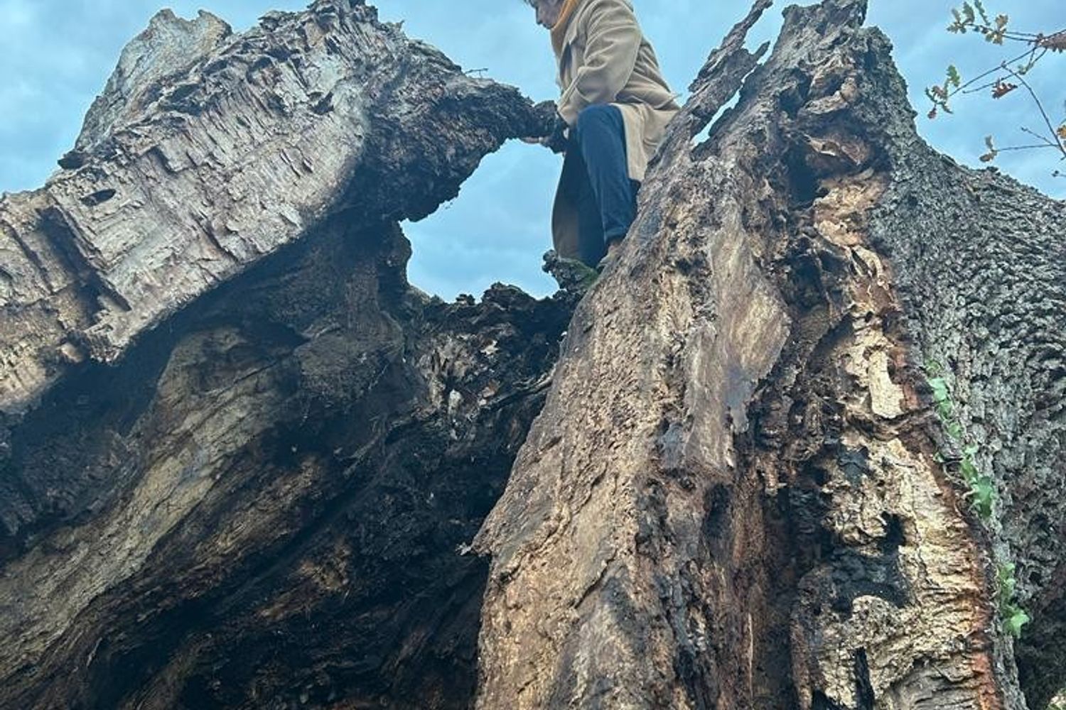 La Quercia delle streghe dopo il crollo&nbsp;