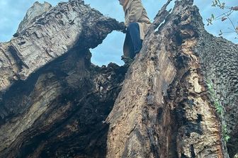 La Quercia delle streghe dopo il crollo&nbsp;