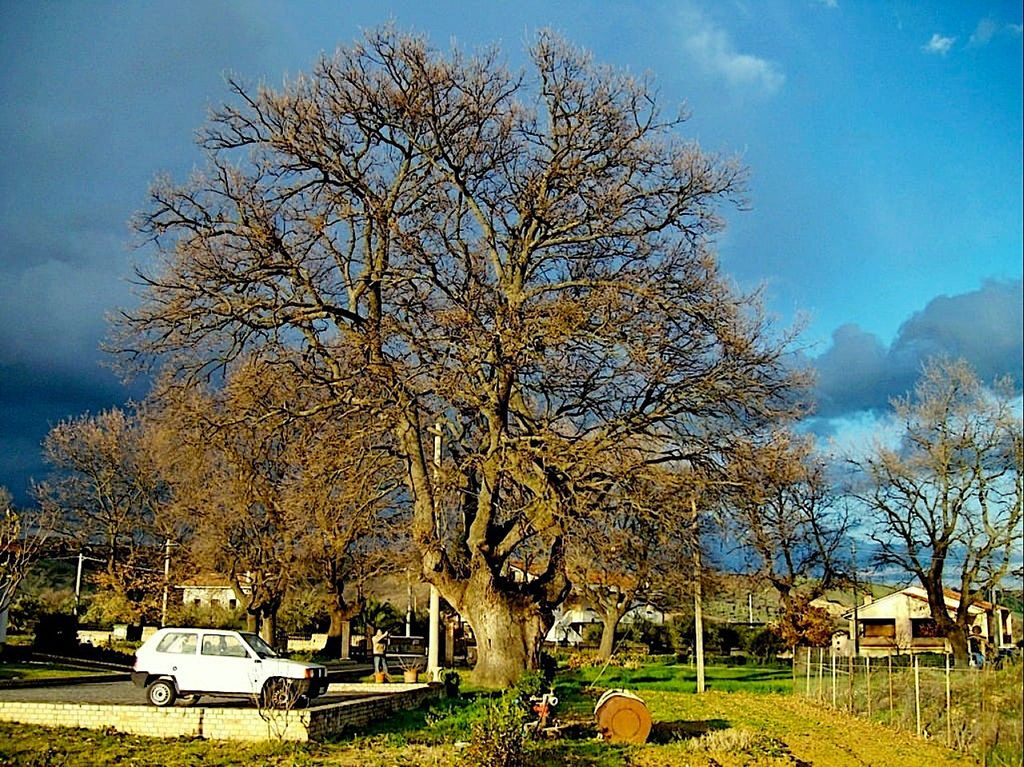 La Quercia delle streghe prima della potatura &nbsp;