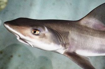 Squalo palombo dell'acquario di Cala Gonone&nbsp;
