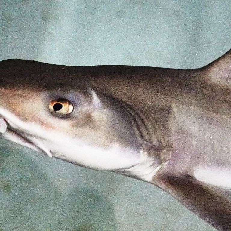 Squalo palombo dell'acquario di Cala Gonone&nbsp;