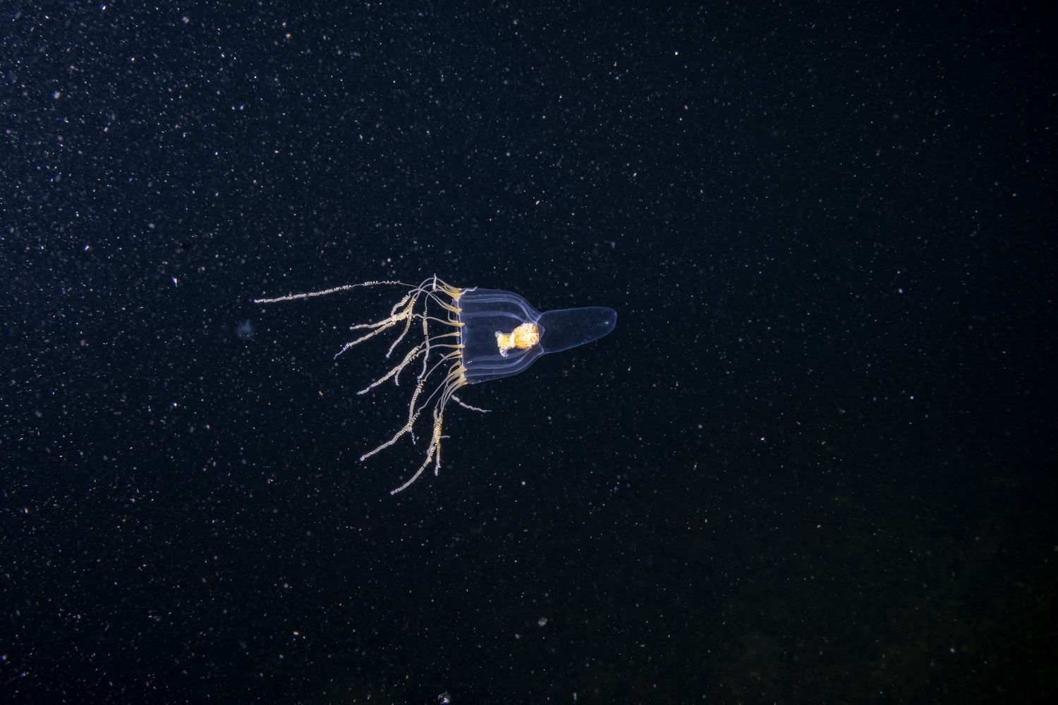 Creature degli oceani&nbsp;