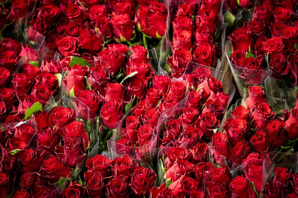 &nbsp;Bouquet di rose rosse per San Valentino&nbsp;