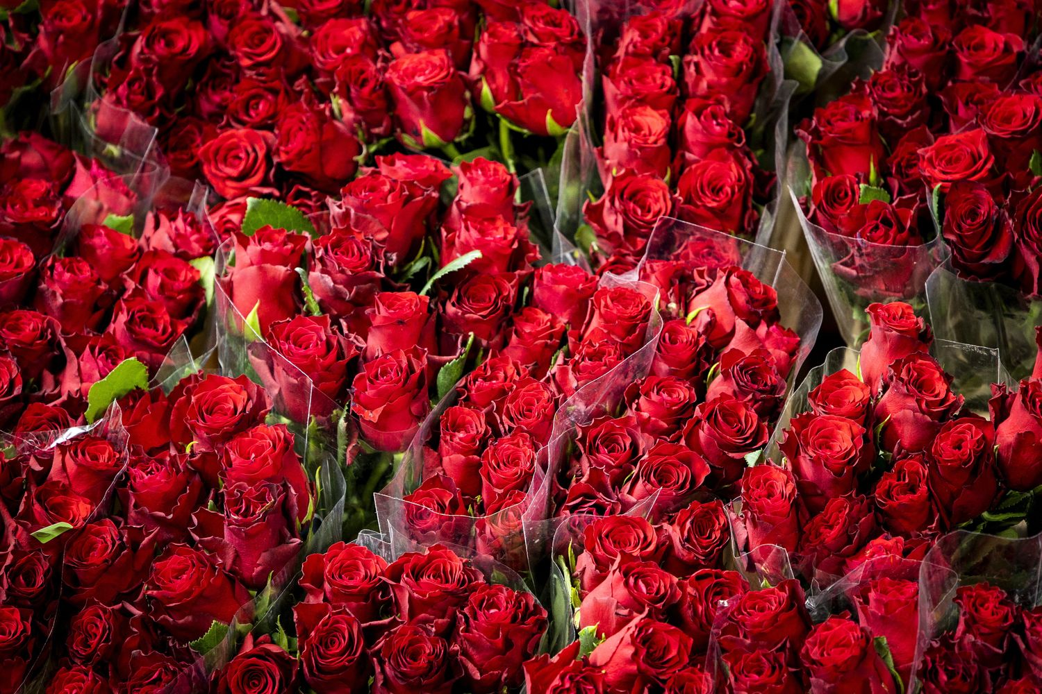 &nbsp;Bouquet di rose rosse per San Valentino&nbsp;