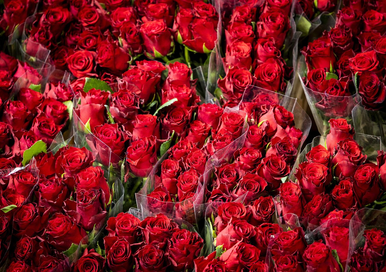 &nbsp;Bouquet di rose rosse per San Valentino&nbsp;