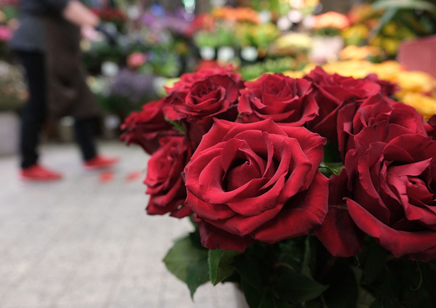 Le rose rosse sono sempre più care. A San Valentino si regalano