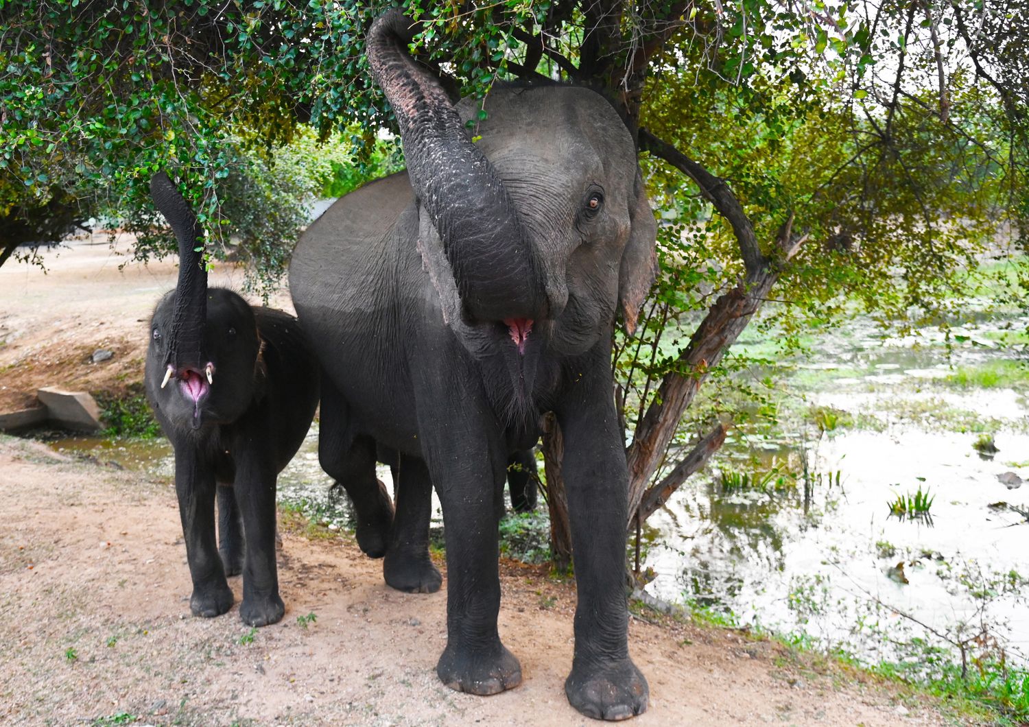 Elefanti, Sri Lanka