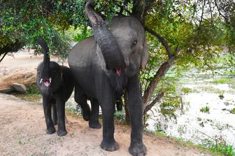 Elefanti, Sri Lanka