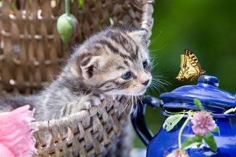 la giornata internazionale del gatto