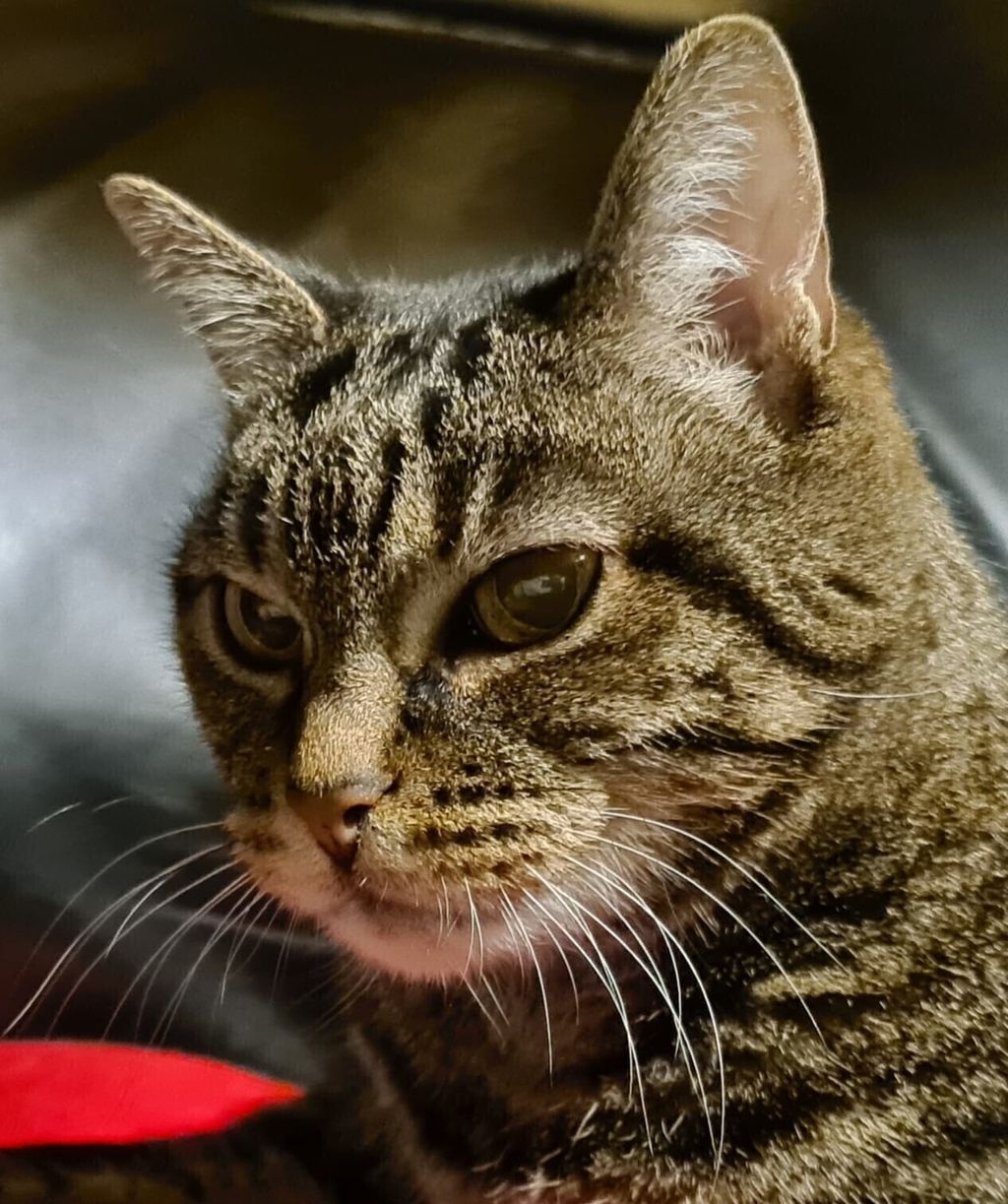 Lo sguardo intenso di un gatto