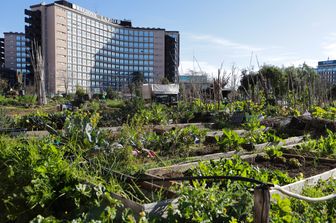 Gli orti urbani della Garbatella &nbsp;