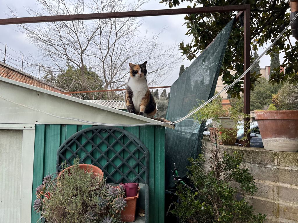 Papillon, il gatto segretario &nbsp;