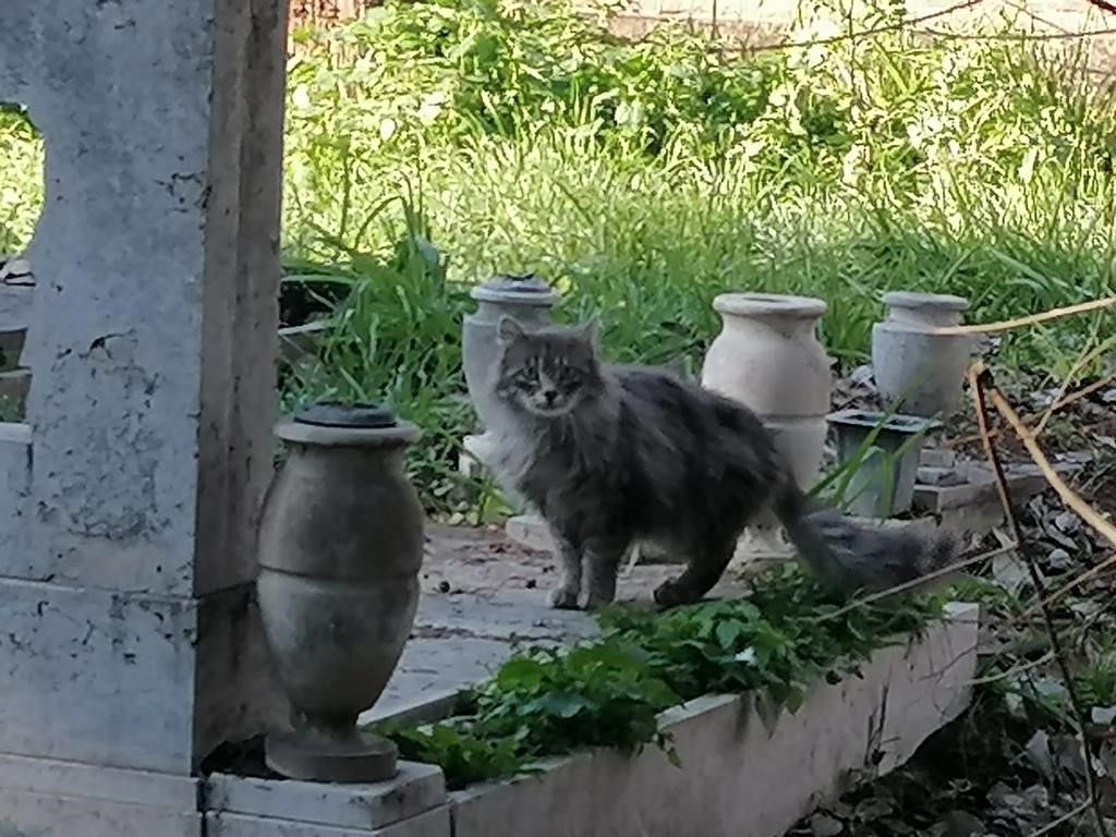 Un gatto tra i monumenti del Verano &nbsp;