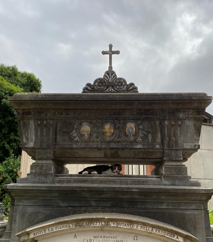 Un gatto tra i monumenti del Verano &nbsp;