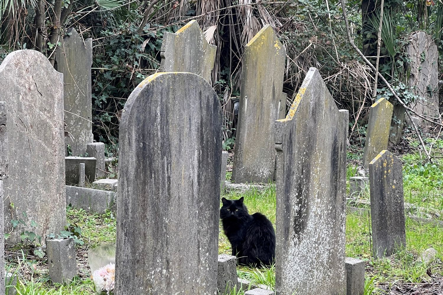 Pape, il gatto nero prima di entrare nel 'cottage cat' per il pranzo &nbsp;