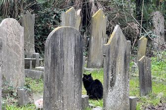 Pape, il gatto nero prima di entrare nel 'cottage cat' per il pranzo &nbsp;