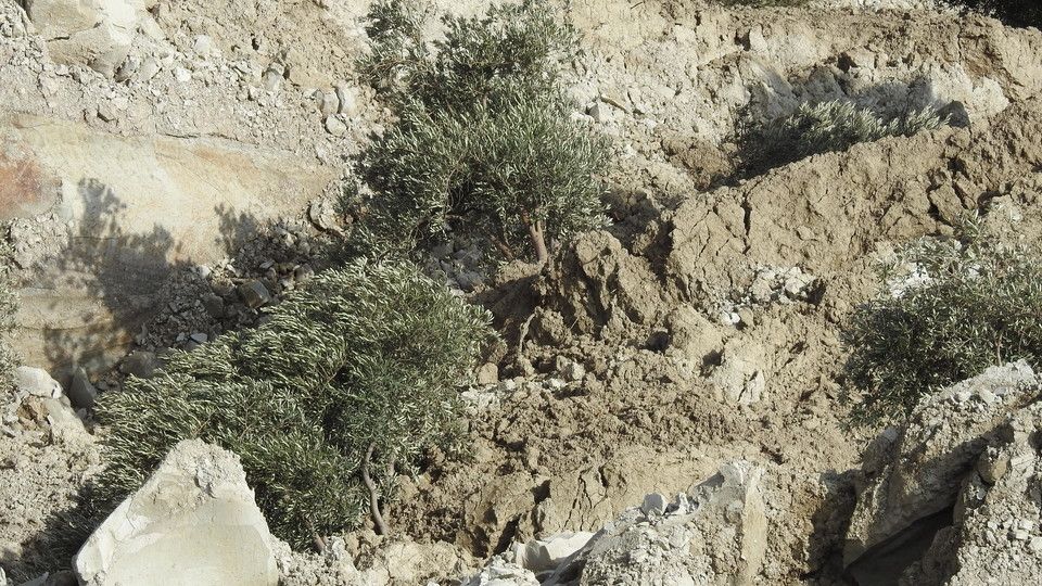 Gli ulivi sprofondati nel crepaccio &nbsp;