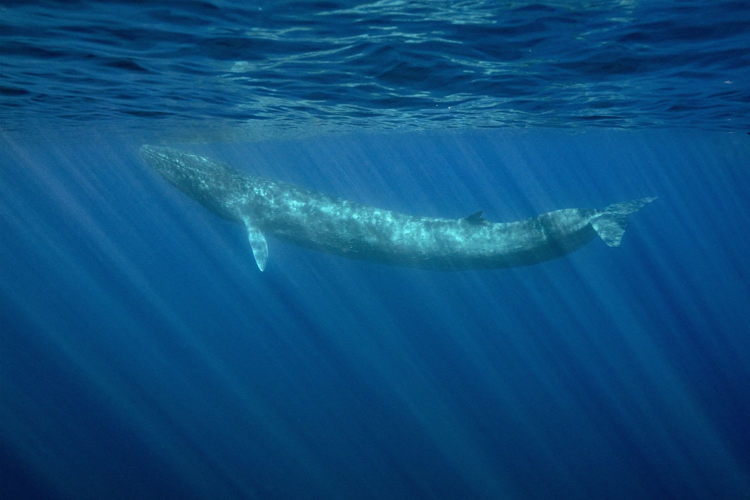 Una balenottera comune