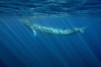 Una balenottera comune