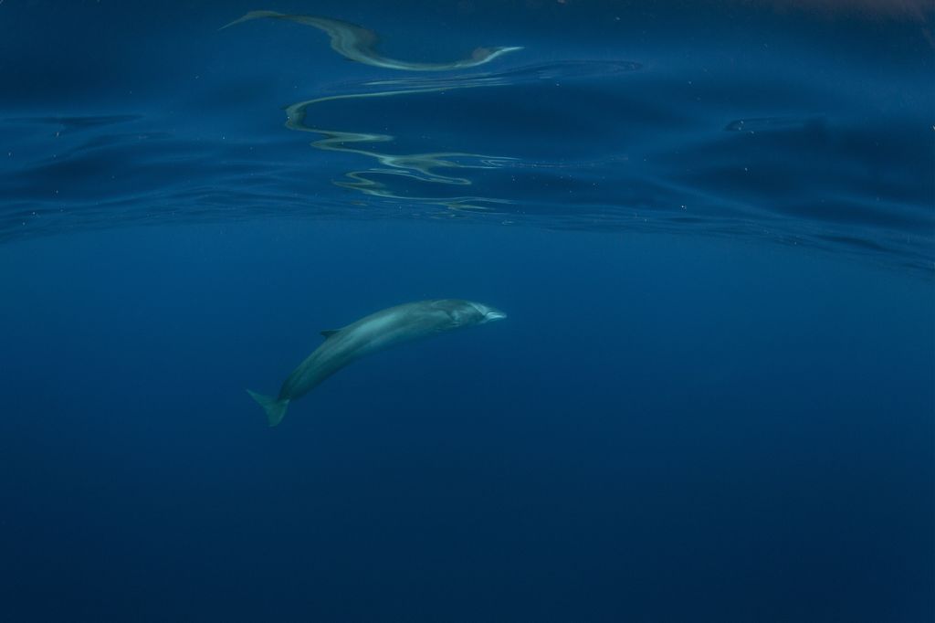 Una balenottera comune