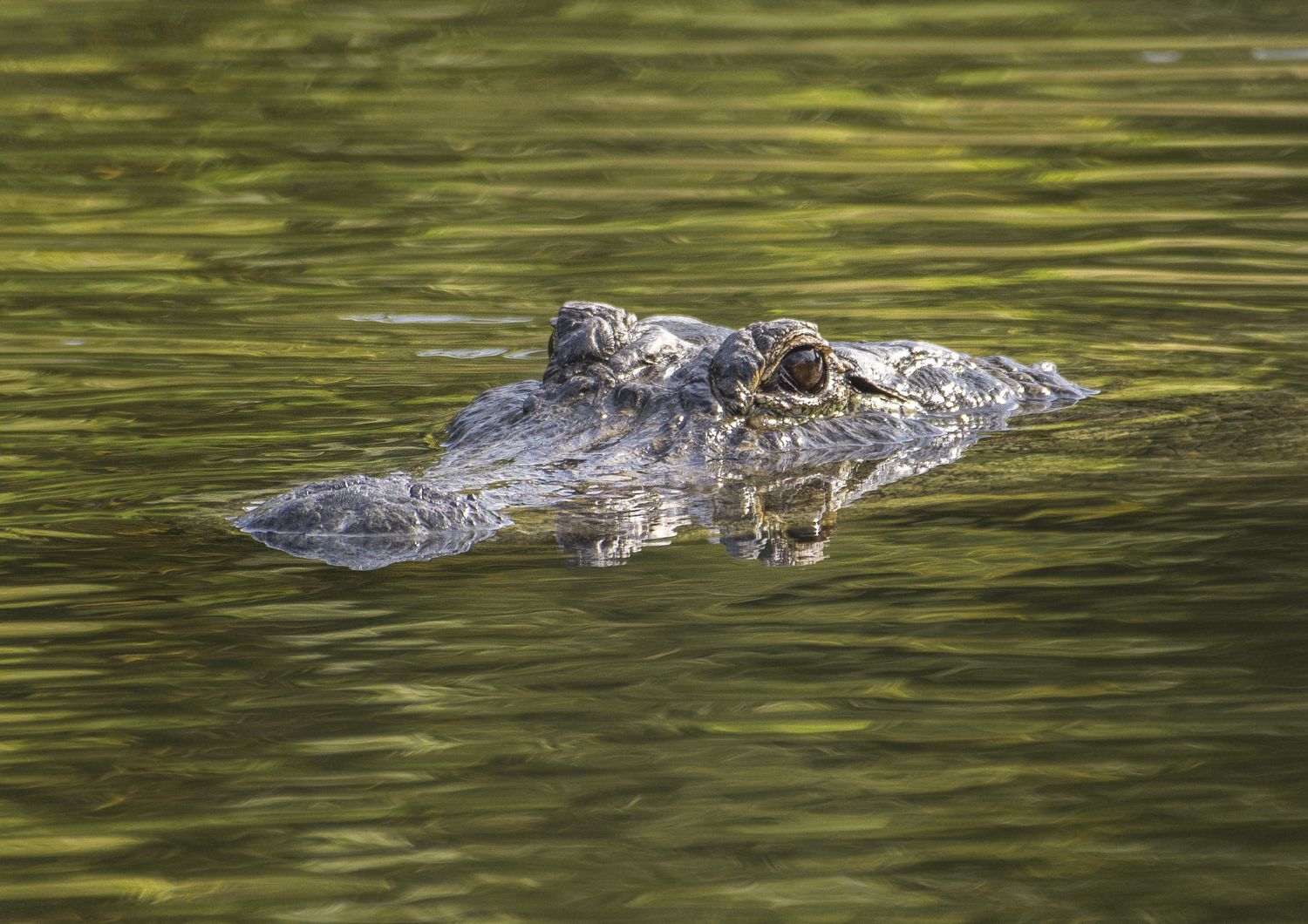 3 Coccinella Animali - Toppe Termoadesive Patch Toppa Ricamate, Misura - Foto 7