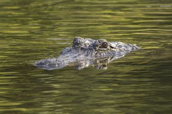 Un alligatore americano