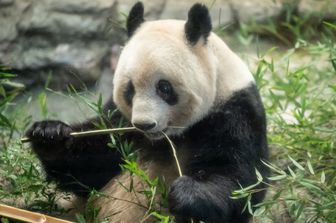 Il panda gigante Xiang Xiang&nbsp;