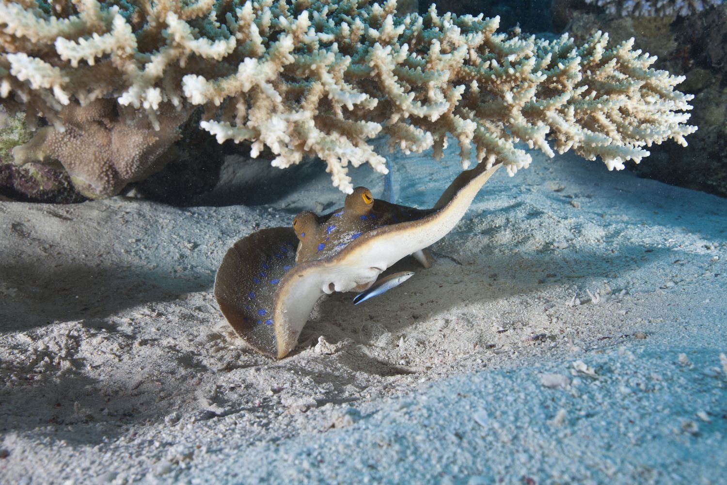 Un pesce pulitore accanto a un trigone