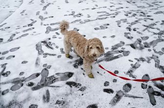 neve new york