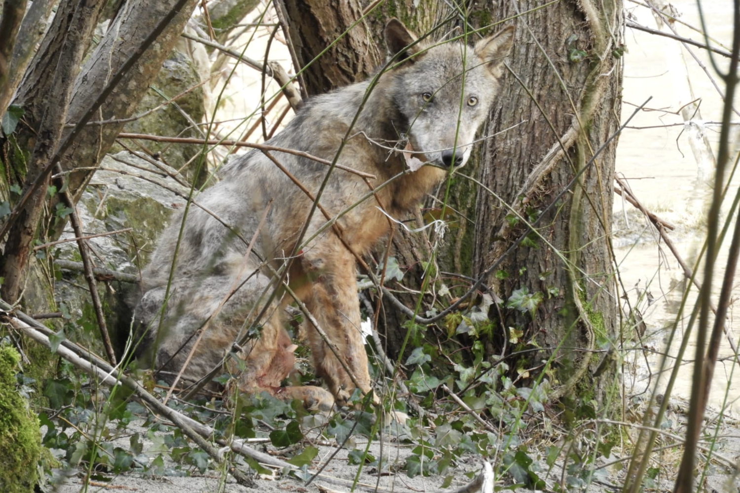 Il lupo salvato in Irpinia