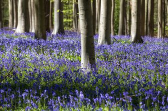 I giardini di Hallerbos