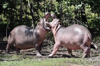 Gli ippopotami di Pablo Escobar