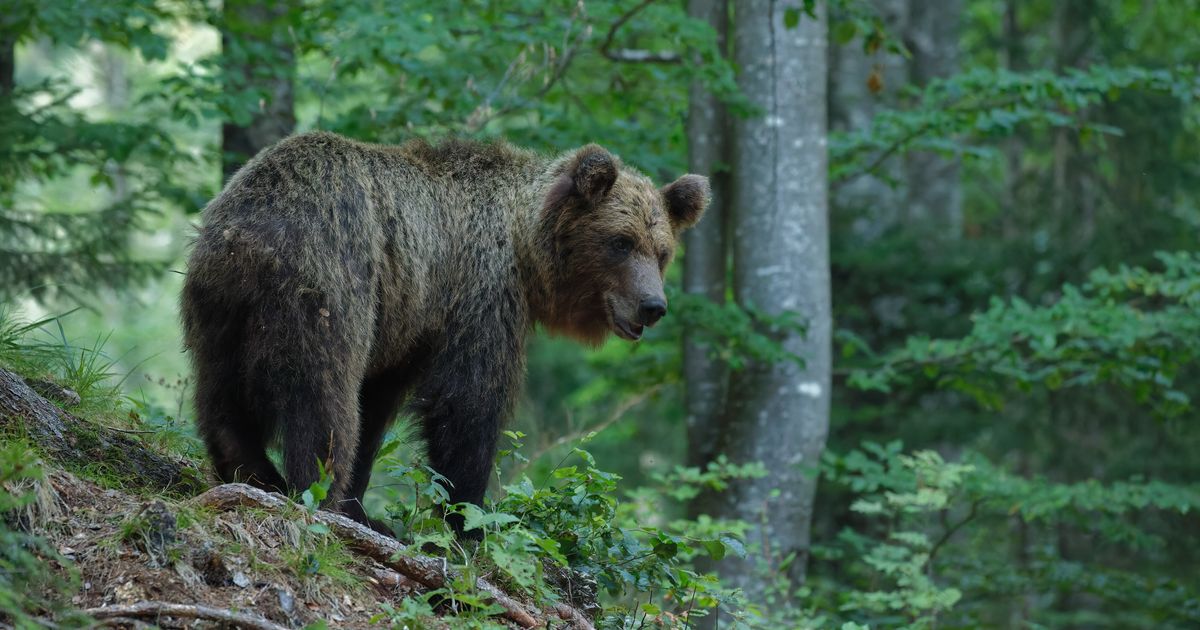 Abbattuto in Trentino l