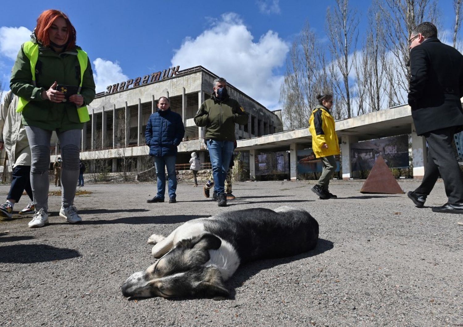scienza cani a chernobyl resistono a radiazioni nucleari