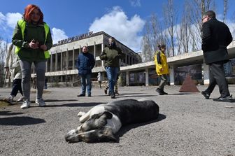 scienza cani a chernobyl resistono a radiazioni nucleari