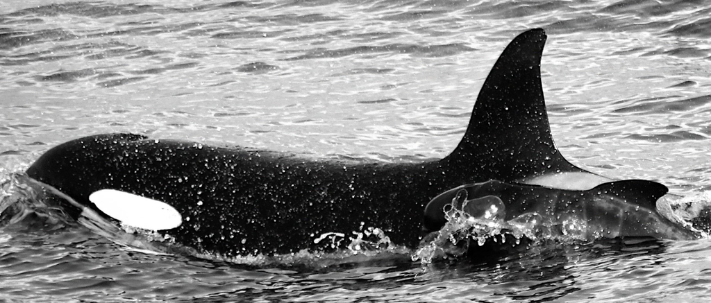 L'orca che ha adottato un cucciolo di balena