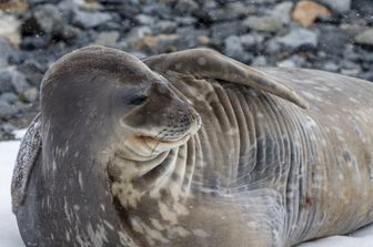 Una foca delle isole Shetland