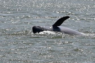 I delfini del delta del Mekong
