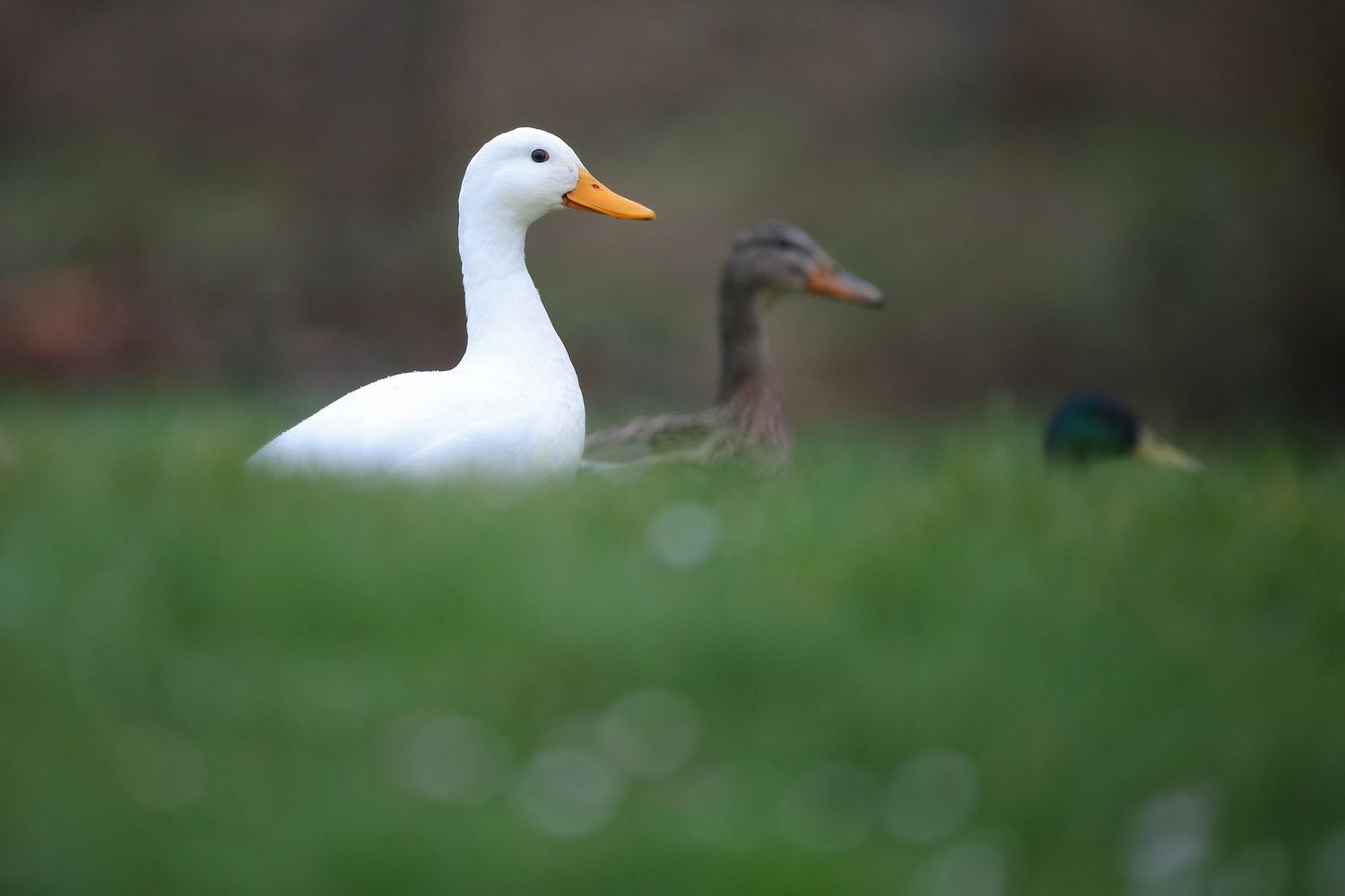 Maltempo: anatre sull'erba bagnata dalla pioggia