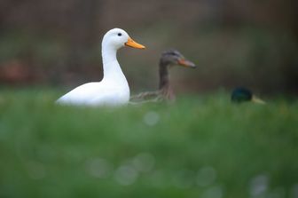 Maltempo: anatre sull'erba bagnata dalla pioggia