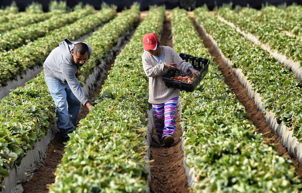 Braccianti, lavoro nei campi&nbsp;