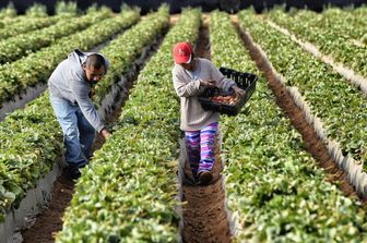 Braccianti, lavoro nei campi&nbsp;