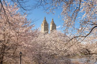 primavera a new york&nbsp;