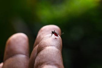Una zanzara anofele
