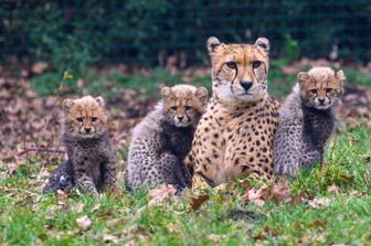 nati quattro cuccioli ghepardo india